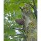 Bird geocache container with space for bison - 11cm - 3D printed - Brown