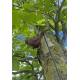 Bird geocache container with space for bison - 11cm - 3D printed - Brown